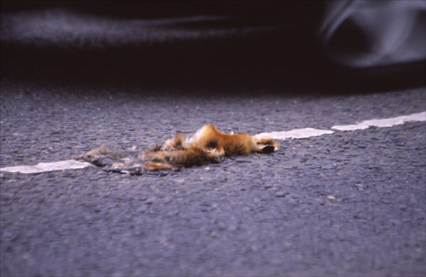 Road Kill.